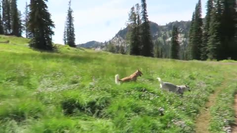 golden-retriever-husky-play-at-blue-lake