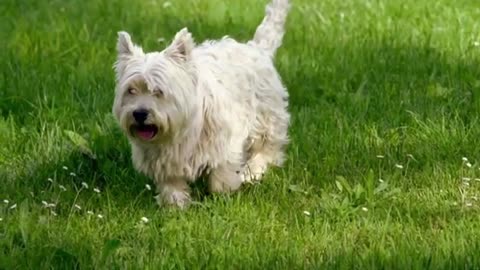 cute White pet dog