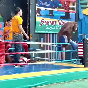 Funny video of two monkeys in a box video 2025 skc.com 98