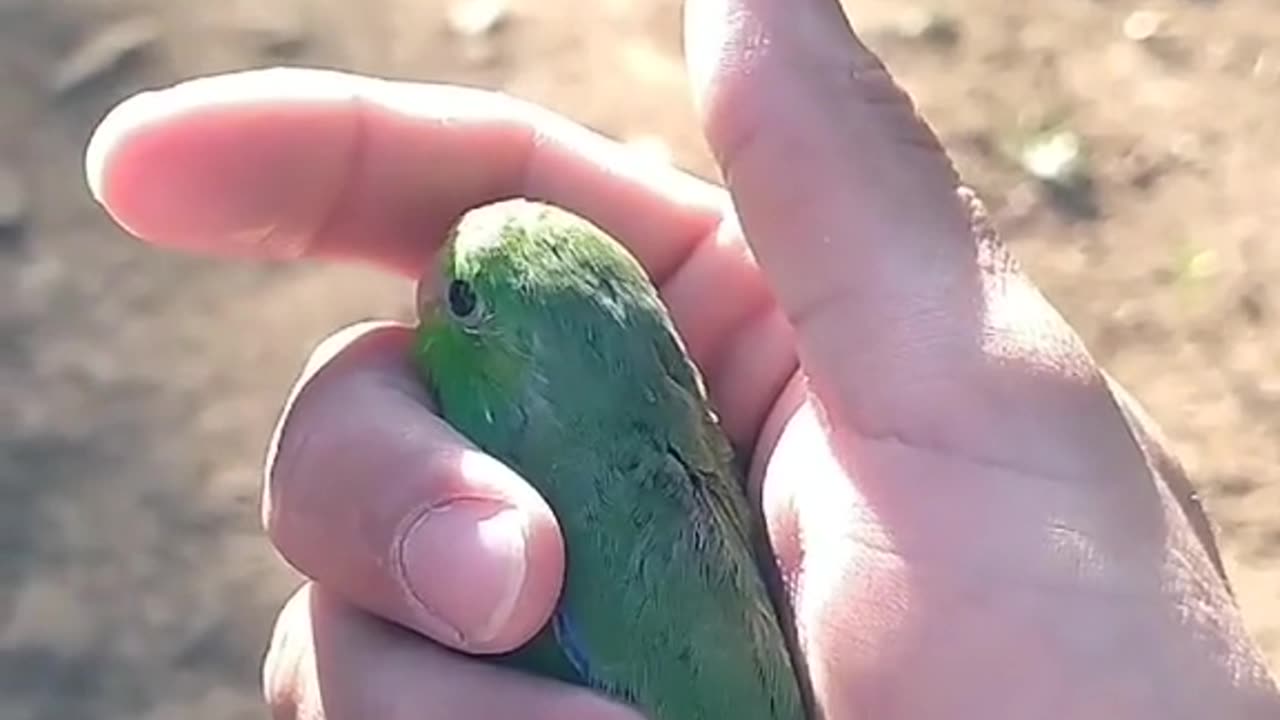 Release of a Tuim parakeet into the wild!