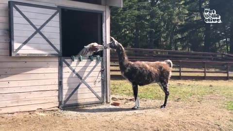 Funniest Farm Animals