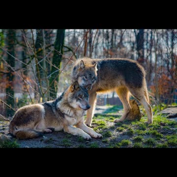 Top 10 Strongest Animals! 💪🔥 (Rank 10-6) #AnimalPower #Wildlife #DidYouKnow #Top10 #NatureFacts