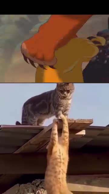 Long live the orange king 😭