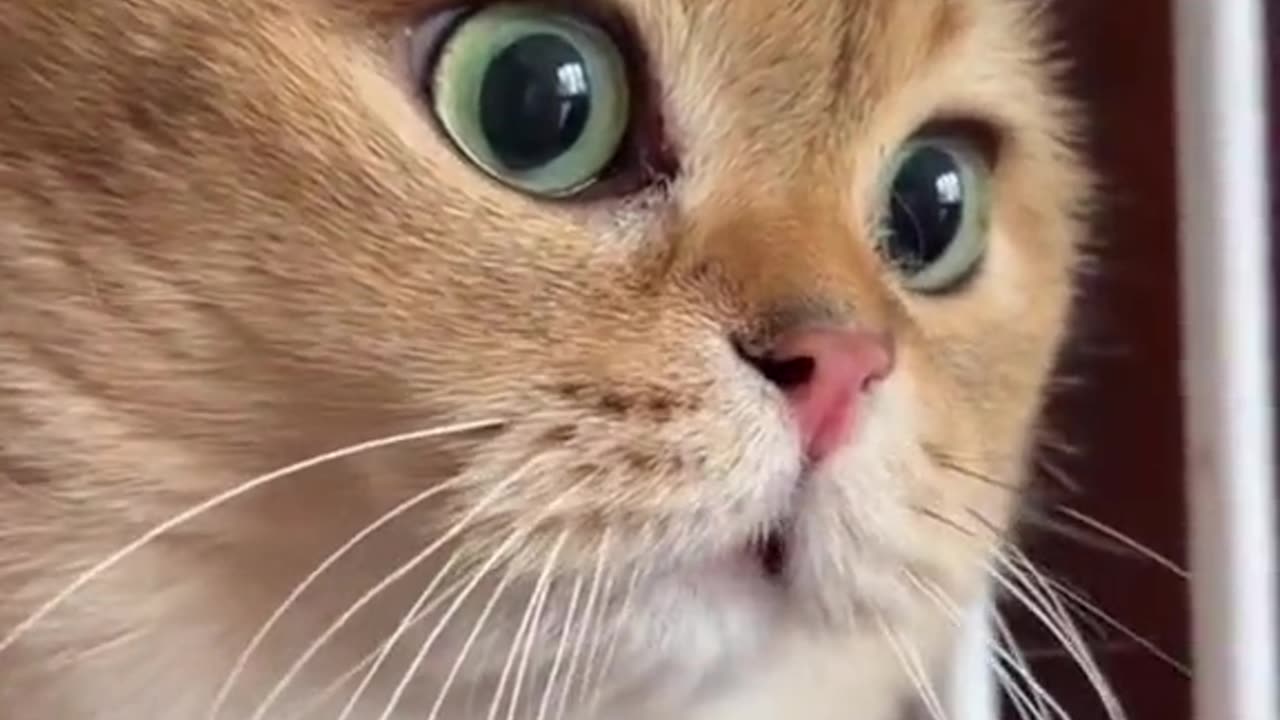 Funny Lovely cat 01 #aicatstories #aistorytelling #aicat