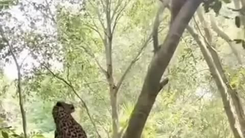 Man versus Leopard