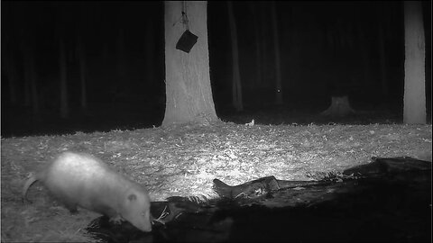 HOW MUCH "WATER" CAN A POSSUM DRINK, WATCH!