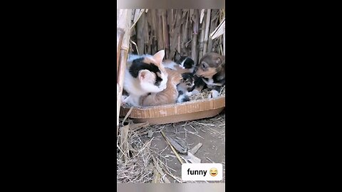 funnyvideo #funnyvideos #funnyvideosdaily #funnyvideosdaily😂 #funnyvideosdaily😂😂😂