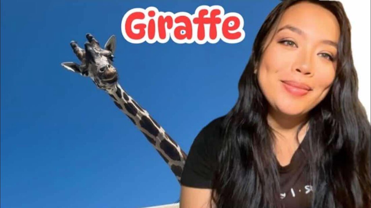 Giraffe 🦒/ Safari Zoo