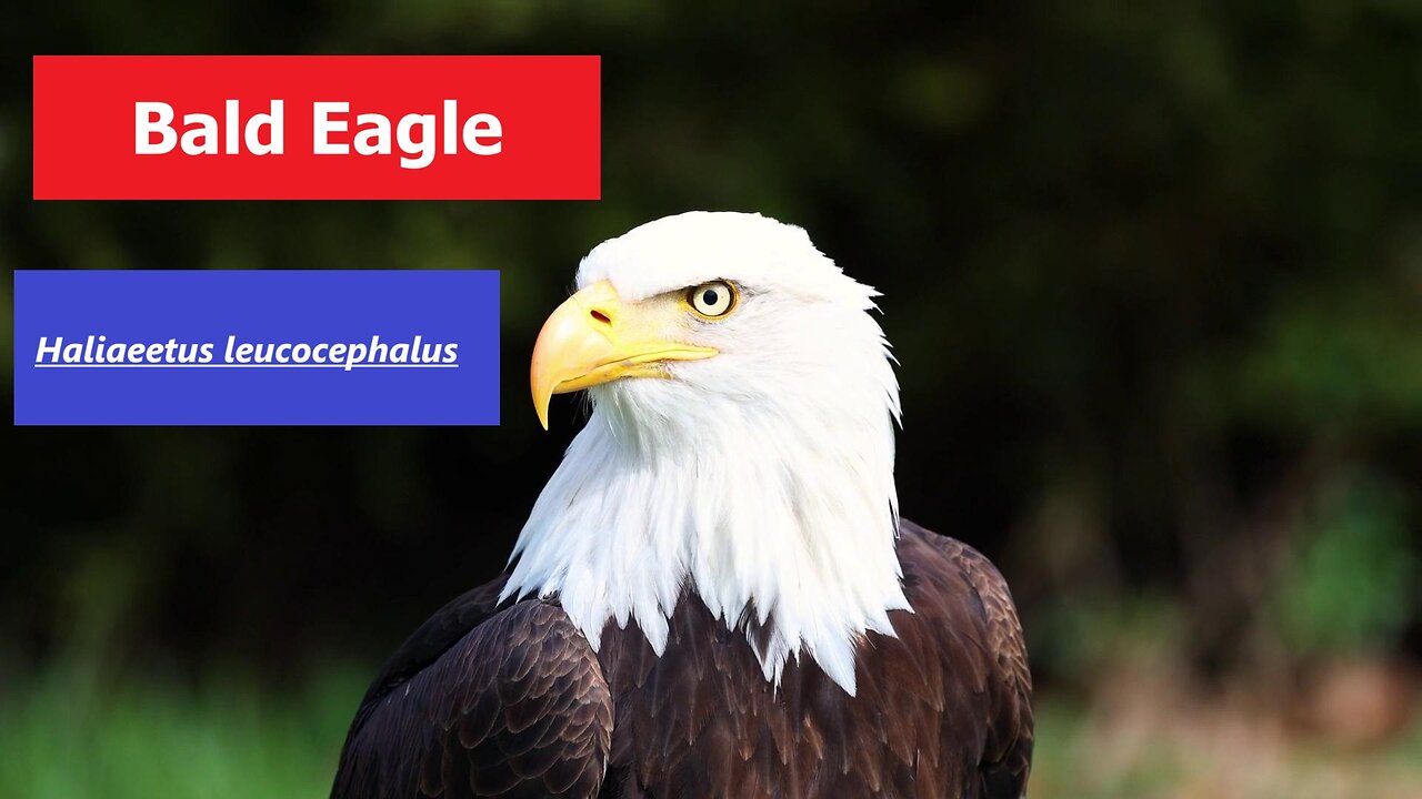 Bald Eagle-Haliaeetus leucocephalus