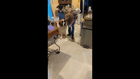 Saint Bernard gets their birthday present