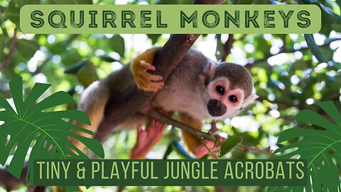 Squirrel Monkeys: Nature’s Acrobatic Comedians