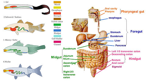 Animal Form and Function: Nutrition and Digestion