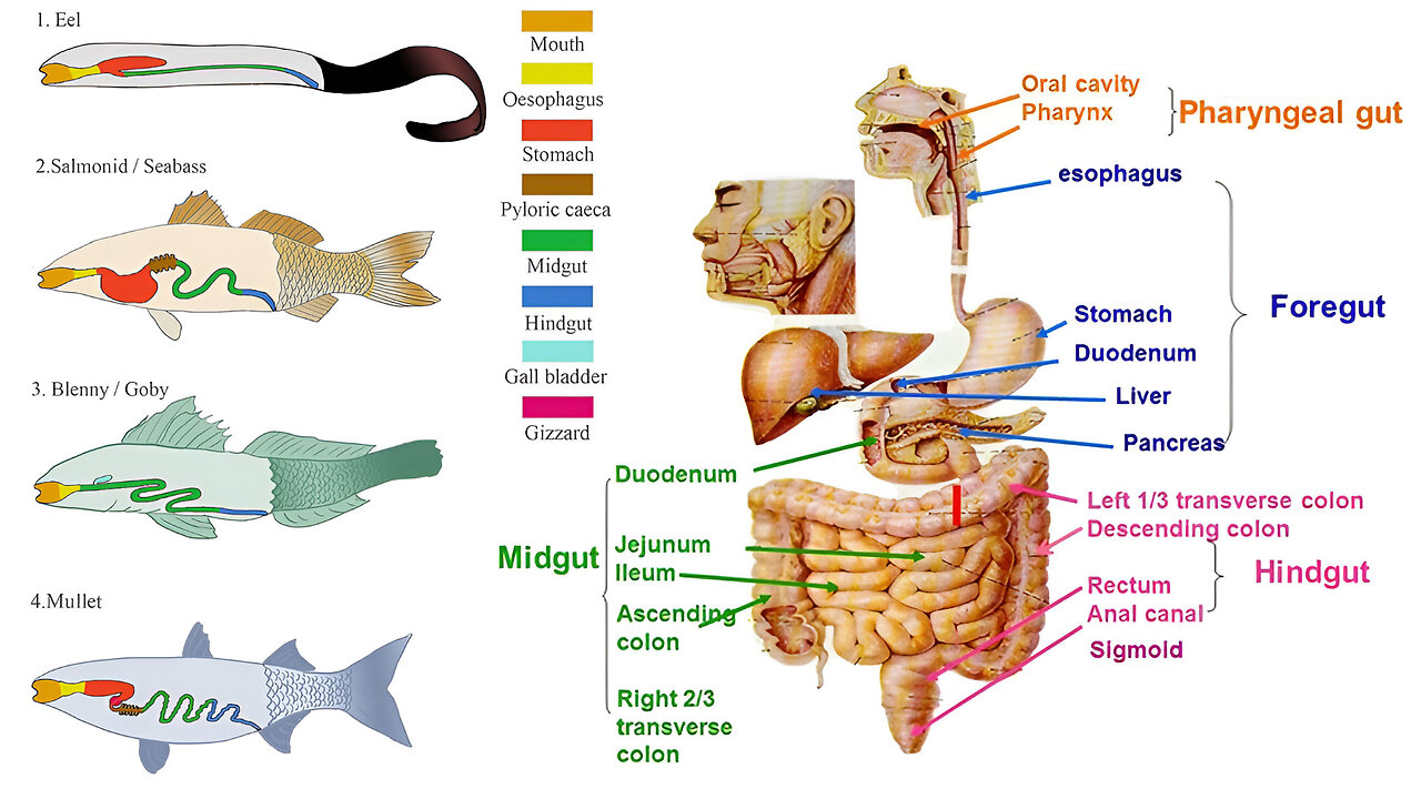 Animal Form and Function: Nutrition and Digestion