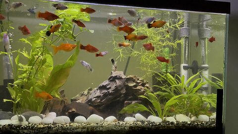 My tank at its peak with fish