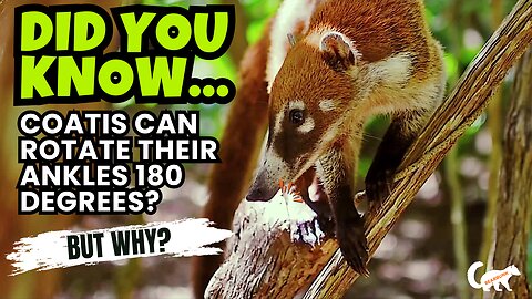 Did You Know That Coatis Can Rotate Their Ankles 180 Degrees?