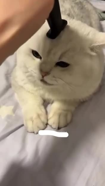 Overly dramatic kitties