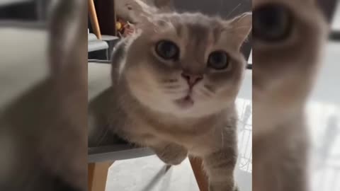 Cute_cat_funny_vedio_🤣🤣