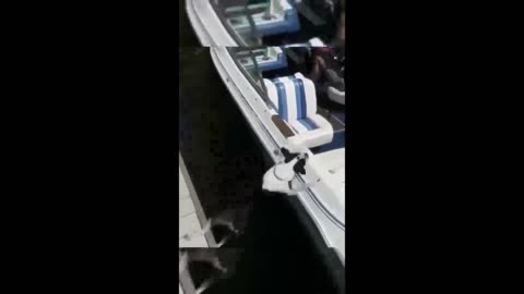 Naughty Cats & Playful Dogs 😂🐾 | Funniest Animal Moments 2023!