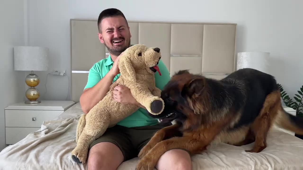 Funniest German Shepherd Reaction to Me Hugging a Fake Dog
