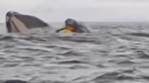 a kayaker off the Chilean coast was swallowed by a humpback whale