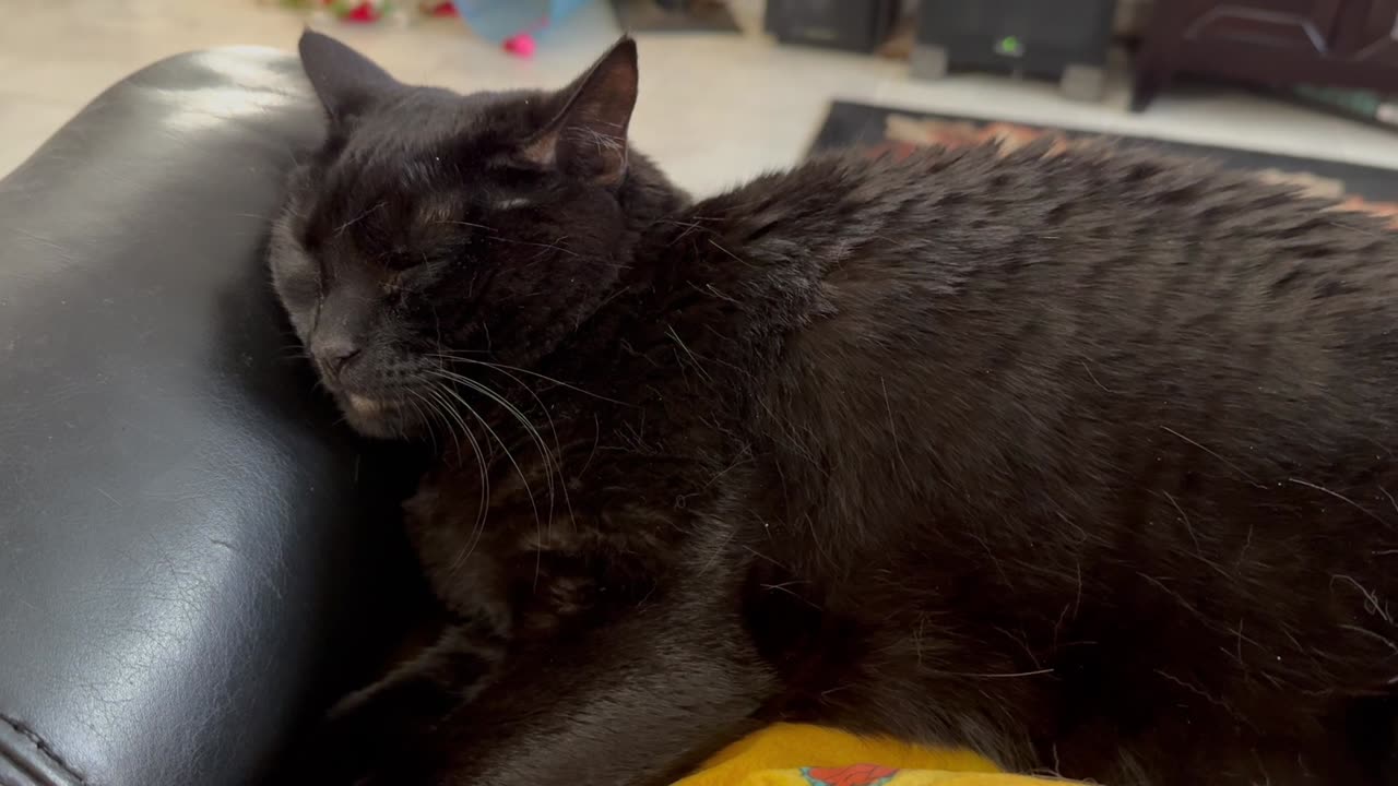 Cute Precious Piper Takes a Nap in My Lap - Adopting a Cat from a Shelter Vlog