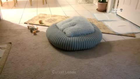 the-funniest-animal-videos-2025-to-crack-you-up-all-long-day