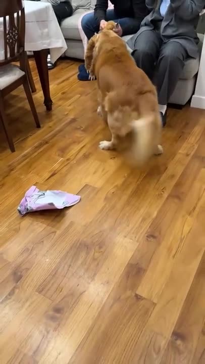 Golden Retriever Opens Present