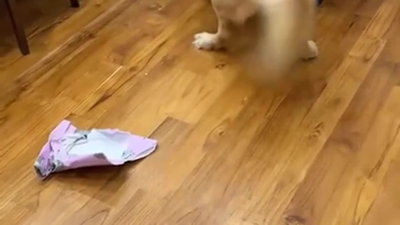 Golden Retriever Opens Present