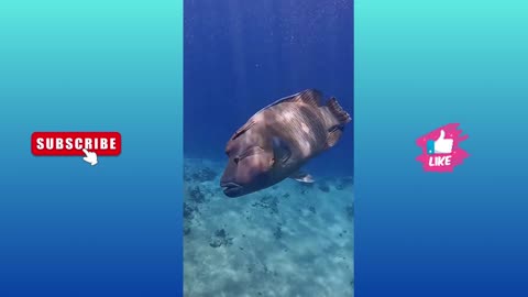 Napoleon fish 🐟 Red Sea Egypt