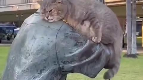it just wants to be hugged.😿 