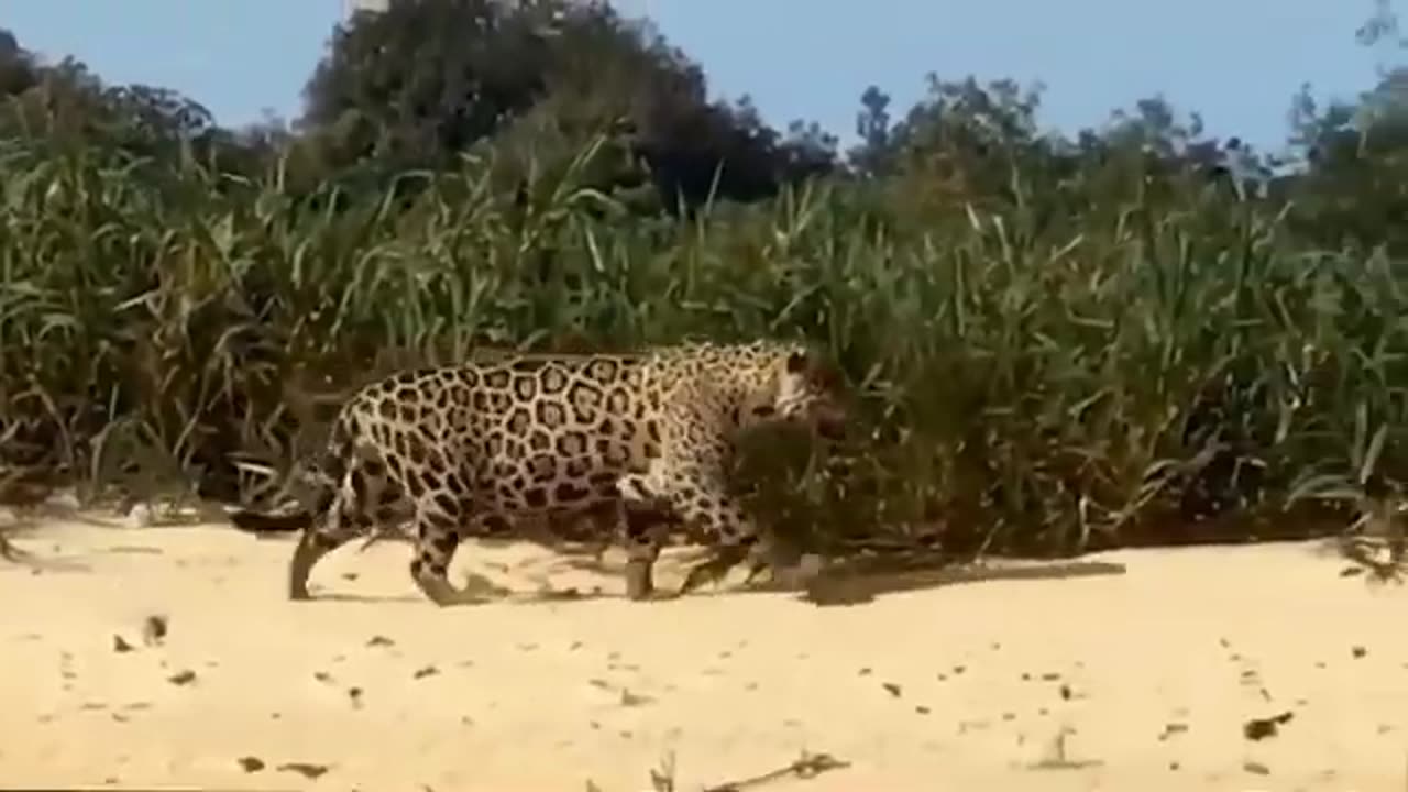 Rare Moment! Crocodiles Take Advantage Of The Opportunity To Defeat Leopard To Avenge Their Fellows