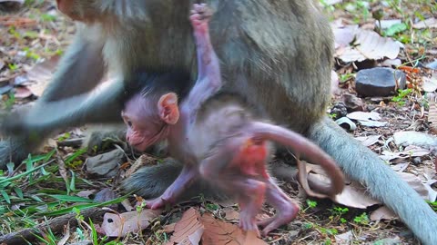 Monkey BABY BABETTE - The Less Cared Baby From Mom BUTON