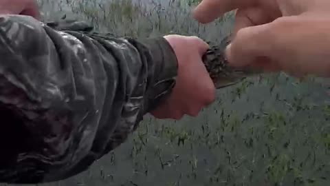 Man Jumps Into Water To Capture Baby Alligator