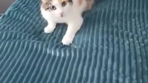 Funny cats and animals videos