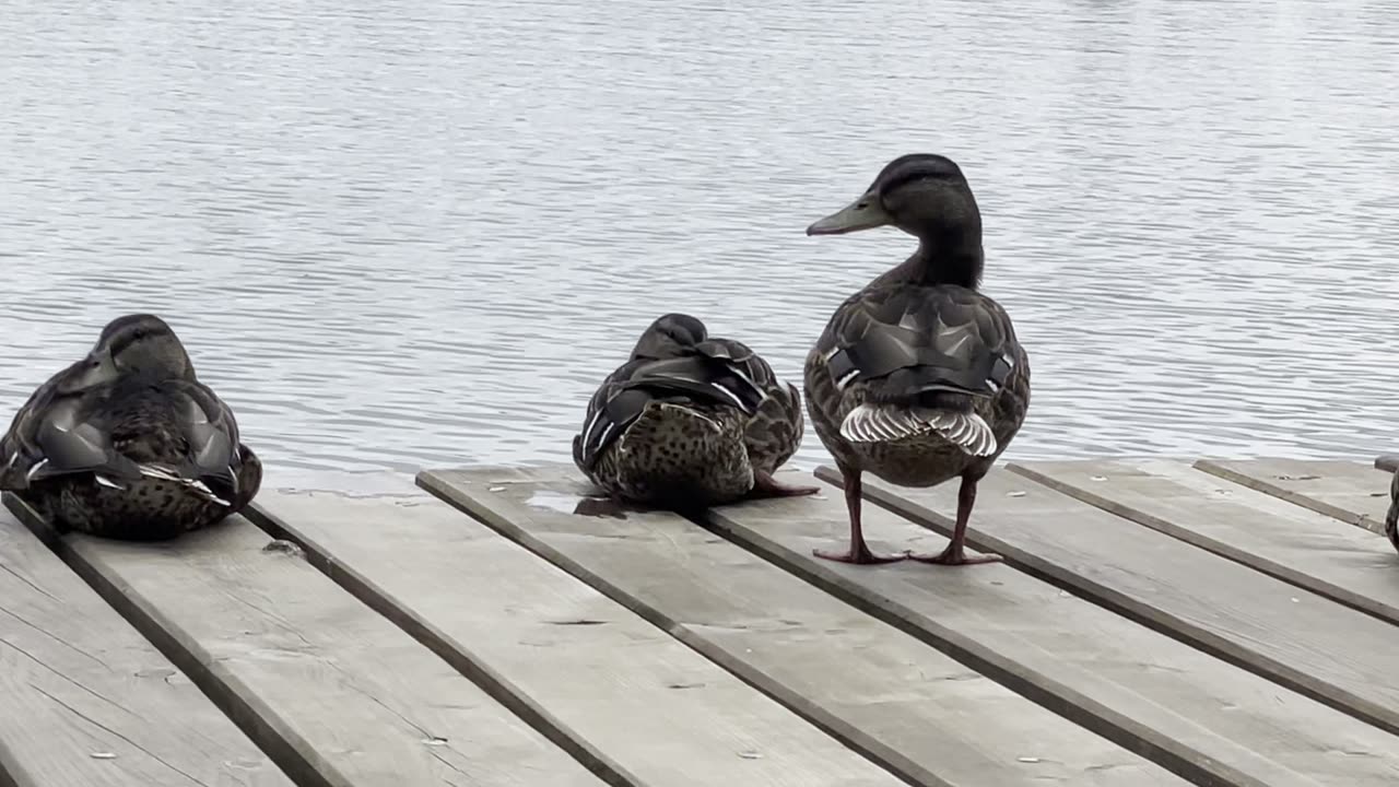 Ducks relaxing on a pier on Lake Mausz