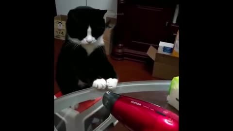 Try Not To Laugh or Grin While Watching Funny Cats and Dogs , Follow me