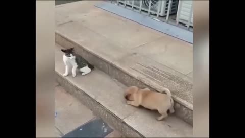 Dogs and cats funny moments