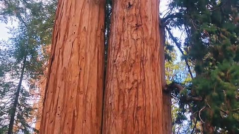 One of Oldest tree in the world