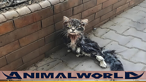 The little cat may never have imagined that its tragic fate would change because of a single glance