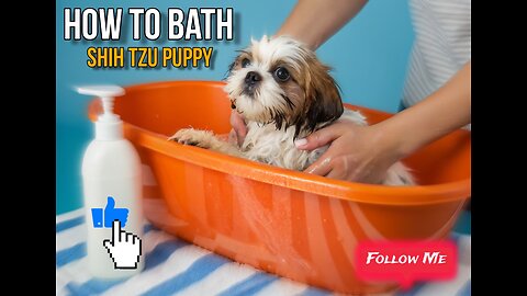 "How to Bathe a Shih Tzu Puppy | Cute & Funny Puppy Bath Time"