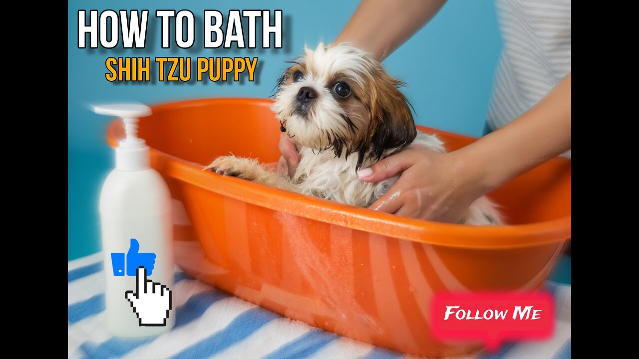 "How to Bathe a Shih Tzu Puppy | Cute & Funny Puppy Bath Time"