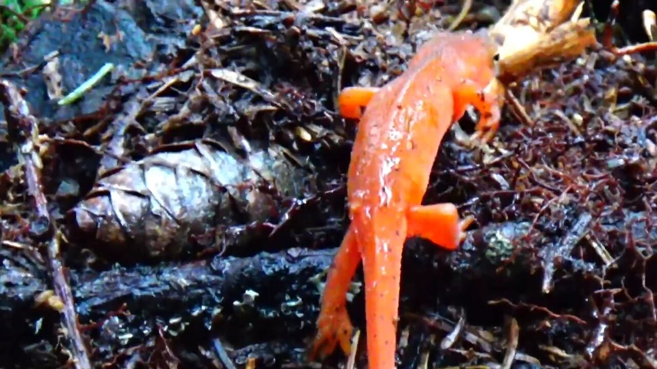 Eastern Newt