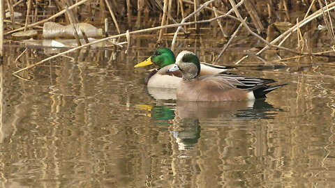 American Wigeon & Mallard