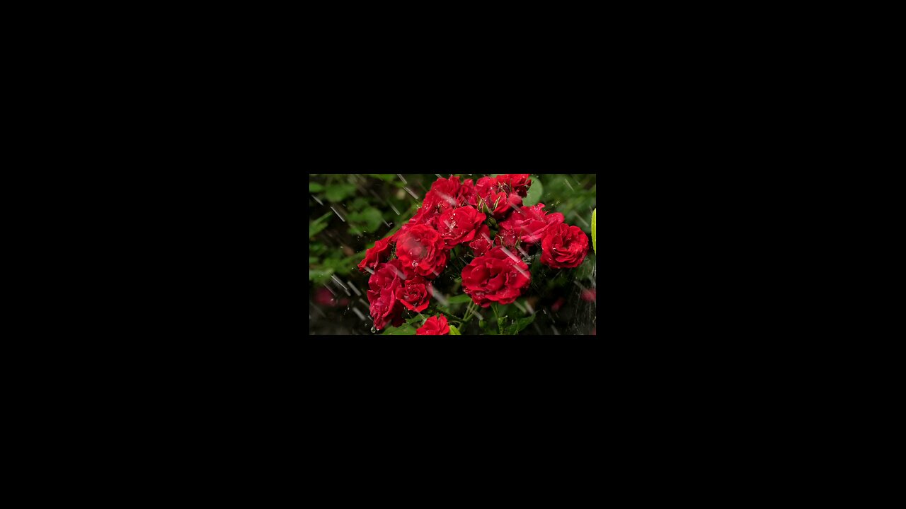 Beautiful red flower in the rain