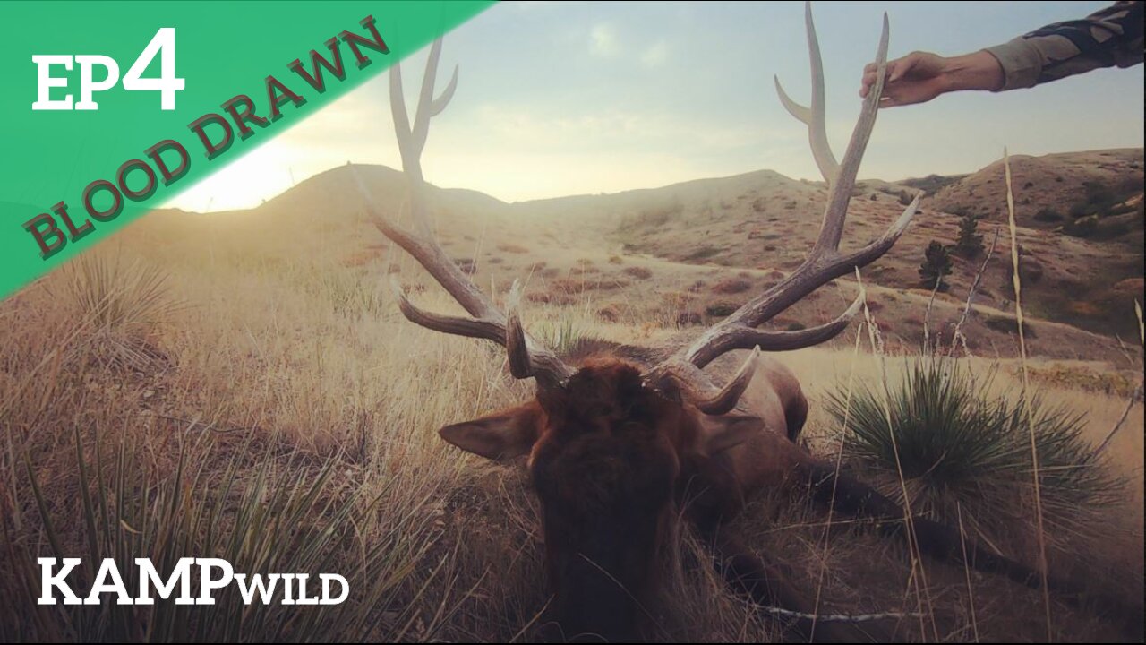 Bow Hunting Elk In Montana | Blood Drawn | 2020 Special Permit | Episode #4