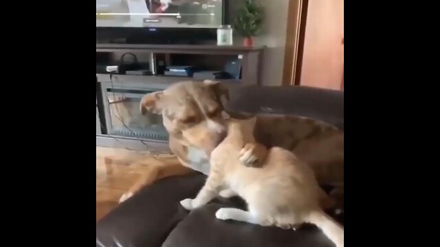 funny dog