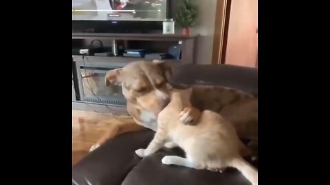 funny dog