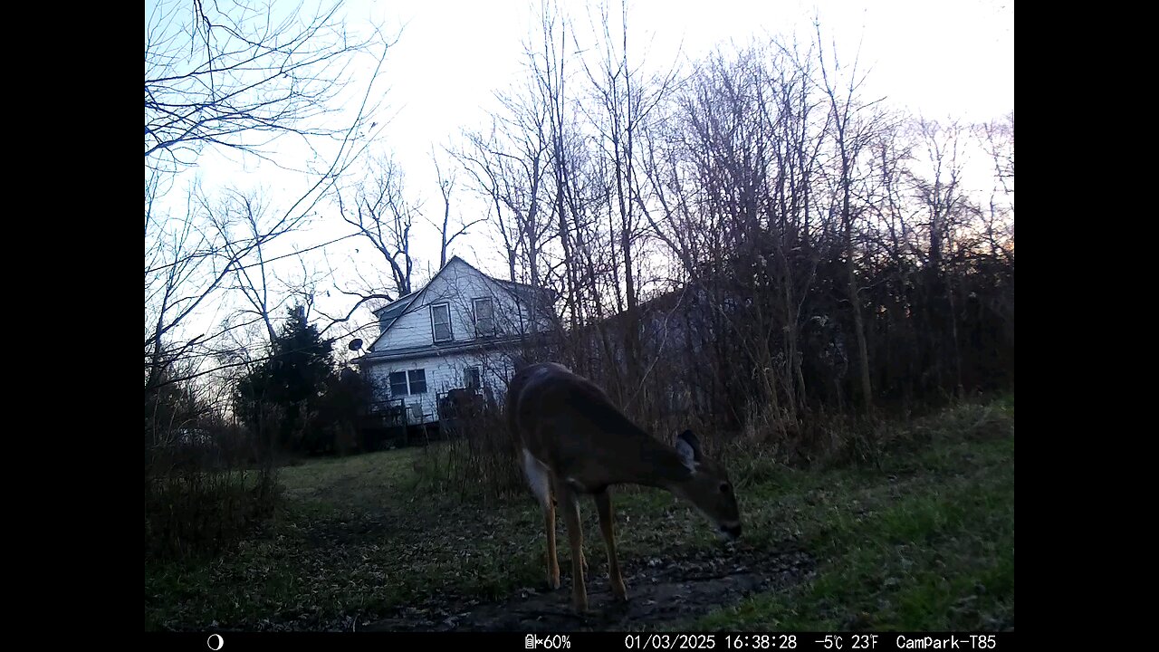 Deer Cam 01-03-2025