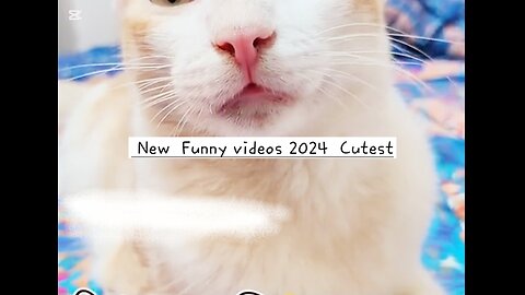 New Funny videos 2024 Cat's