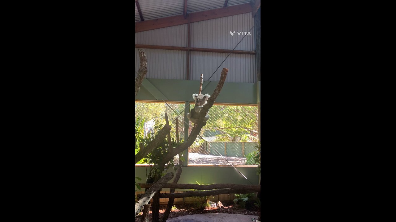 Lazy Koala Jump